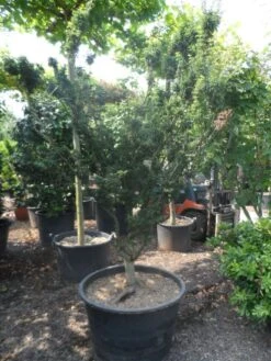 Japanse Esdoorn (Acer Palmatum 'Shishigashira') -Green Roots Exporteren Winkel acer palmatum shishigashira solitair c285 2