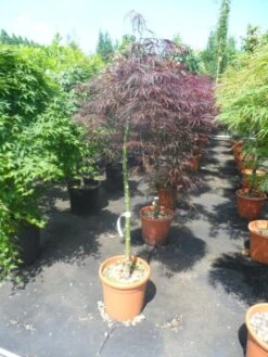 Japanse Esdoorn Op Stam (Acer Palmatum 'Tamuke Yama') -Green Roots Exporteren Winkel acer palmatum tamukeyama halfstam c12