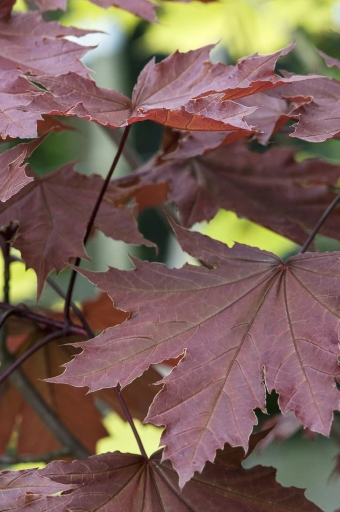Noorse Esdoorn (Acer Platanoides 'Crimson Sentry') 1 Noorse Esdoorn (Acer Platanoides 'Crimson Sentry')