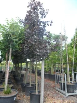 Rode Esdoorn (Acer Platanoides 'Crimson King') -Green Roots Exporteren Winkel acer platanoides crimson king 20 25ho c130 1
