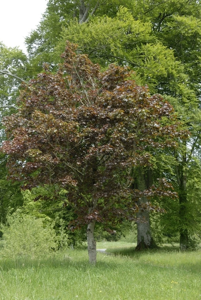 Noorse Esdoorn (Acer Platanoides 'Crimson Sentry') 2 Noorse Esdoorn (Acer Platanoides 'Crimson Sentry') - Afbeelding 2