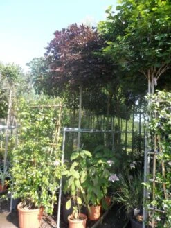 Noorse Esdoorn (Acer Platanoides 'Crimson Sentry') 12 Noorse Esdoorn (Acer Platanoides 'Crimson Sentry') -Green Roots Exporteren Winkel acer platanoides crimson sentry 12 14ho cont. bol