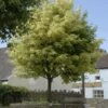 Bonte Esdoorn (Acer Platanoides 'Drummondii')