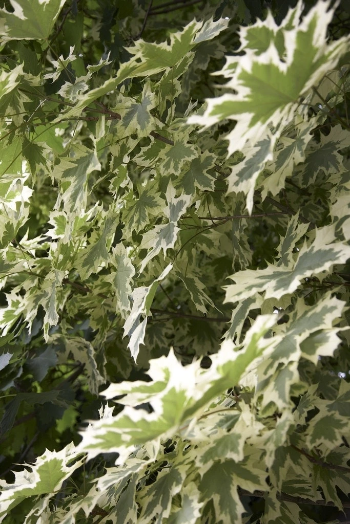 Bonte Esdoorn (Acer Platanoides 'Drummondii') 2 Bonte Esdoorn (Acer Platanoides 'Drummondii') - Afbeelding 2