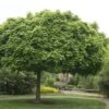 Bolesdoorn (Acer Platanoides 'Globosum')