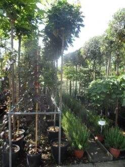 Bolesdoorn (Acer Platanoides 'Globosum') -Green Roots Exporteren Winkel acer platanoides globosum 10 12ho cont 1