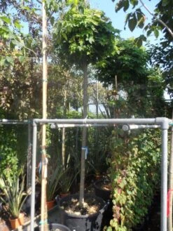 Bolesdoorn (Acer Platanoides 'Globosum') -Green Roots Exporteren Winkel acer platanoides globosum 14 16ho cont 1