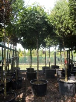 Bolesdoorn (Acer Platanoides 'Globosum') -Green Roots Exporteren Winkel acer platanoides globosum 18 20 25ho c200 1