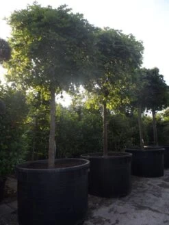 Bolesdoorn (Acer Platanoides 'Globosum') -Green Roots Exporteren Winkel acer platanoides globosum 30 35 40ho c1000 1500