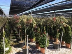 Japanse Esdoorn Op Stam (Acer Palmatum 'Tamuke Yama') -Green Roots Exporteren Winkel acer rossi palm. diss. tamukeyama halfstam