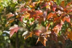 Rode Esdoorn (Acer Rubrum) -Green Roots Exporteren Winkel acer rubrum01 1