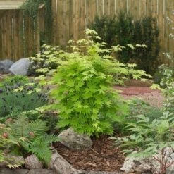 Japanse Esdoorn (Acer Shirasawanum 'Jordan') -Green Roots Exporteren Winkel acer sh. jordan2