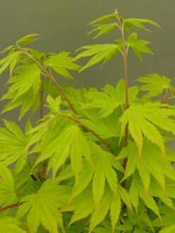 Japanse Esdoorn (Acer Shirasawanum 'Jordan') -Green Roots Exporteren Winkel acer shir. jordan 2