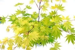 Japanse Esdoorn (Acer Shirasawanum 'Jordan') -Green Roots Exporteren Winkel acer shir. jordan 3