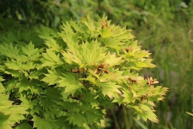 Japanse Esdoorn (Acer Shirasawanum 'Aureum') 6 Japanse Esdoorn (Acer Shirasawanum 'Aureum') - Afbeelding 6