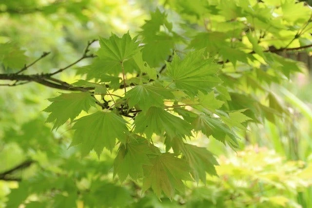 Japanse Esdoorn (Acer Shirasawanum 'Aureum') 5 Japanse Esdoorn (Acer Shirasawanum 'Aureum') - Afbeelding 5