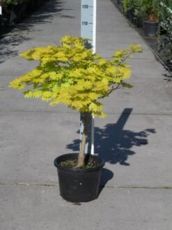 Japanse Esdoorn (Acer Shirasawanum 'Aureum') -Green Roots Exporteren Winkel acer shirasawanum aureum c12 1