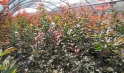 Japanse Esdoorn (Acer Palmatum 'Skeeter's Broom') 7 Japanse Esdoorn (Acer Palmatum 'Skeeter's Broom') -Green Roots Exporteren Winkel acer skeeters broom