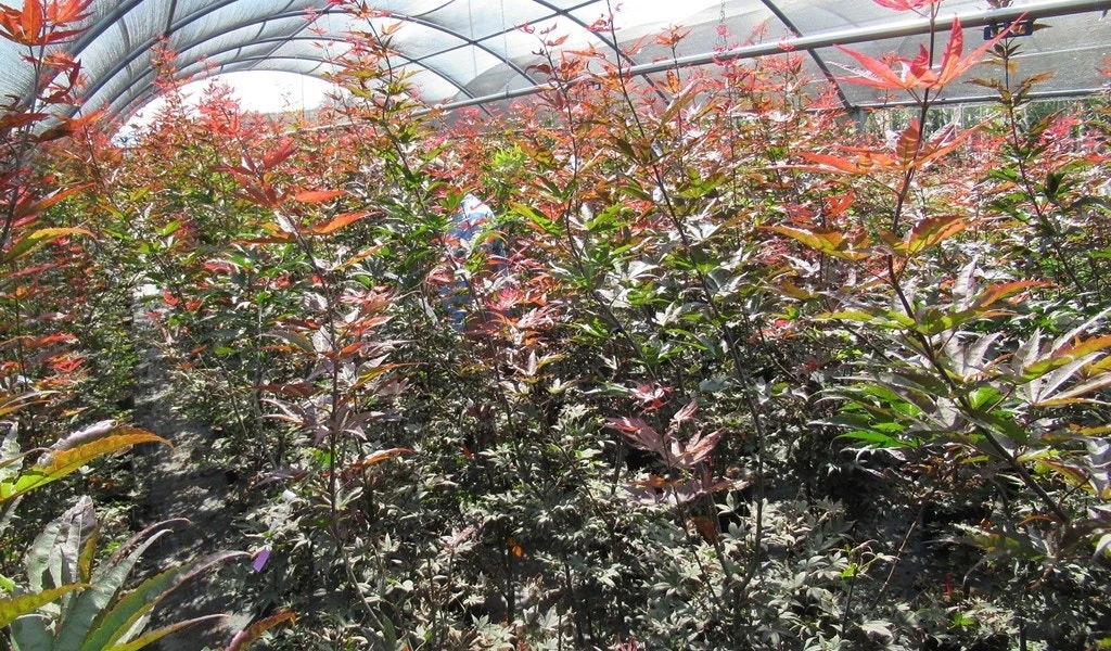 Japanse Esdoorn (Acer Palmatum 'Skeeter's Broom') 4 Japanse Esdoorn (Acer Palmatum 'Skeeter's Broom') - Afbeelding 4