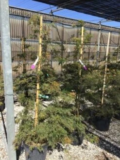 Japanse Esdoorn (Acer Palmatum 'Viridis') -Green Roots Exporteren Winkel acer verdi palm. diss. viridis 150 175