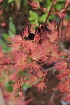 Japanse Esdoorn (Acer Palmatum 'Wilson's Pink Dwarf') -Green Roots Exporteren Winkel acer wilsons pink dwarf 3