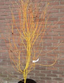 Japanse Esdoorn (Acer Palmatum 'Bi Hoo') -Green Roots Exporteren Winkel acerbihoo01