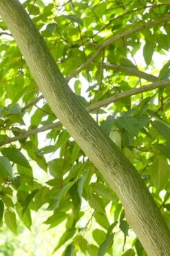 Chinese Esdoorn (Acer Davidii )