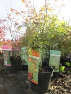 Japanse Esdoorn (Acer Palmatum 'Wilson's Pink Dwarf') -Green Roots Exporteren Winkel acerpinkdwarf01