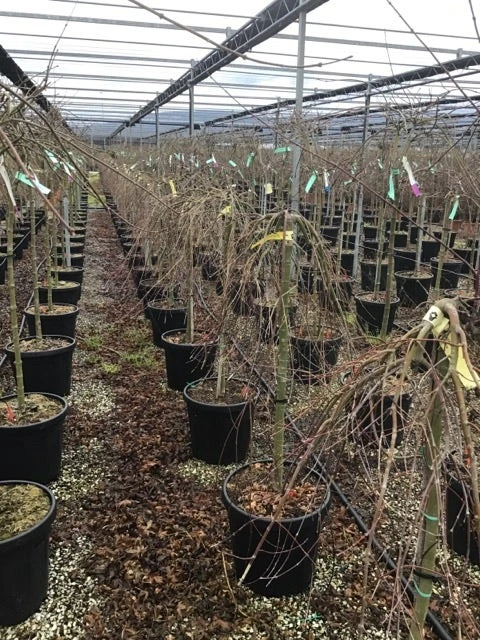 Japanse Esdoorn Op Stam (Acer Palmatum 'Ryusen') 2 Japanse Esdoorn Op Stam (Acer Palmatum 'Ryusen') - Afbeelding 2