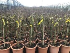 Japanse Esdoorn Op Stam (Acer Palmatum 'Ryusen') 5 Japanse Esdoorn Op Stam (Acer Palmatum 'Ryusen') -Green Roots Exporteren Winkel acerryusen02