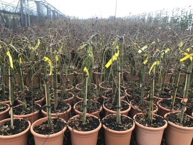 Japanse Esdoorn Op Stam (Acer Palmatum 'Ryusen') 3 Japanse Esdoorn Op Stam (Acer Palmatum 'Ryusen') - Afbeelding 3