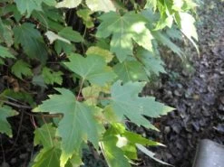 Zilver Esdoorn (Acer Saccharinum)