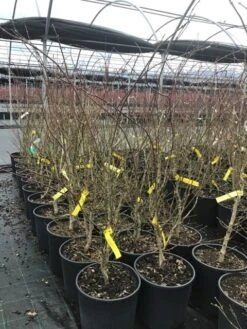 Japanse Esdoorn (Acer Palmatum 'Summer Gold') -Green Roots Exporteren Winkel acersummergold 1