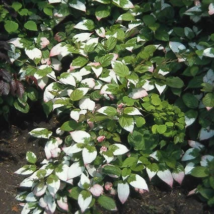 Sierkiwi (Actinidia Kolomikta) 1 Sierkiwi (Actinidia Kolomikta)