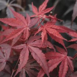 Japanse Esdoorn (Acer Palmatum 'Atropurpureum') -Green Roots Exporteren Winkel acpatrop 9