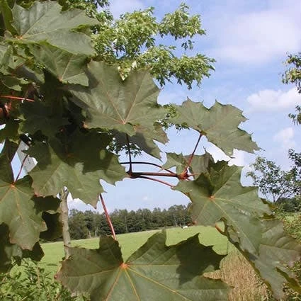Noorse Esdoorn (Acer Platanoides 'Deborah') 1 Noorse Esdoorn (Acer Platanoides 'Deborah')
