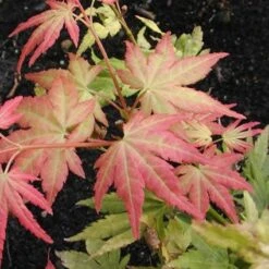Japanse Esdoorn (Acer Palmatum 'Orange Dream') -Green Roots Exporteren Winkel acpodrea 4