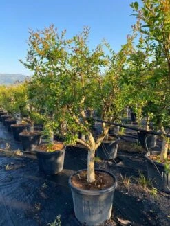 Granaatappel Als Solitair (Punica Granatum) 18 Granaatappel Als Solitair (Punica Granatum) -Green Roots Exporteren Winkel aed72ac1 ffcb 410b 8ae2 1a7969aa5a9c 1