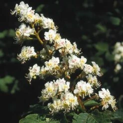 Witte Paardenkastanje (Aesculus Hippocastanum)