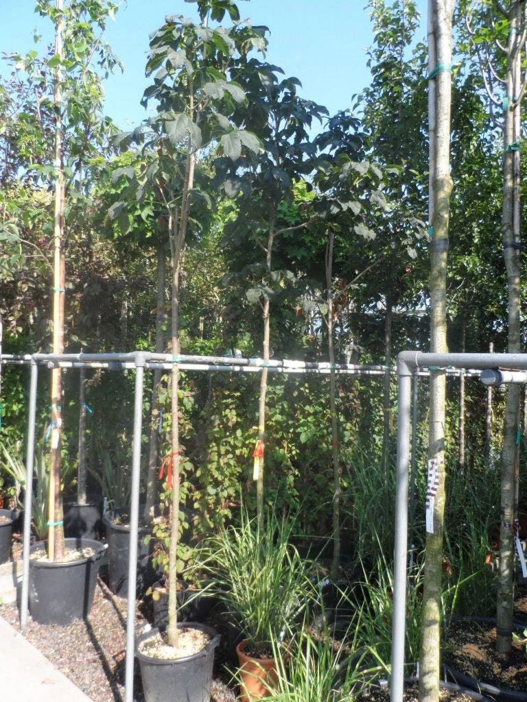 Kastanjeboom (Aesculus Carnea 'Briotii') 3 Kastanjeboom (Aesculus Carnea 'Briotii') - Afbeelding 3