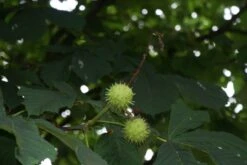 Paardenkastanje (Aesculus Hippocastanum 'Baumannii') -Green Roots Exporteren Winkel aesculus hippocastanum 2