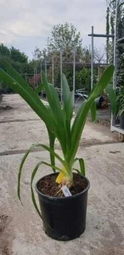 Green Roots Exporteren Winkel -Green Roots Exporteren Winkel agapanthus