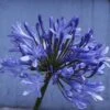 Afrikaanse Lelie (Agapanthus 'Ever Sapphire')
