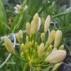 Afrikaanse Lelie (Agapanthus Umbellatus 'Albus')