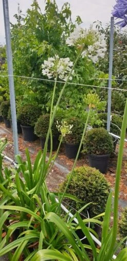 Afrikaanse Lelie (Agapanthus Umbellatus 'Albus') -Green Roots Exporteren Winkel agapanthus wit