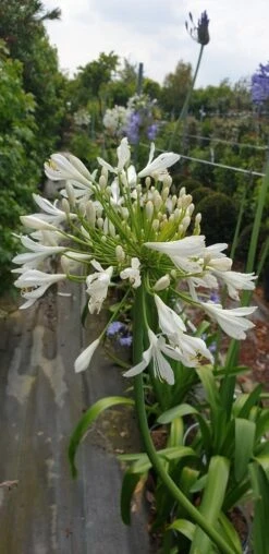 Afrikaanse Lelie (Agapanthus Umbellatus 'Albus') -Green Roots Exporteren Winkel agapanthus wit 2