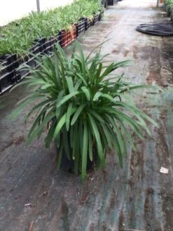 Green Roots Exporteren Winkel -Green Roots Exporteren Winkel agapanthusafricanus02