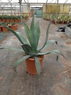 Agave (Agave Americana) 13 Agave (Agave Americana) -Green Roots Exporteren Winkel agave americana c12