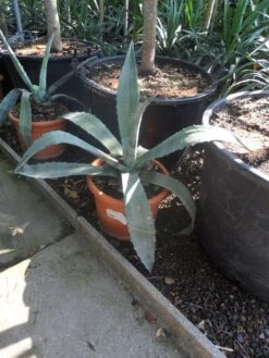 Agave (Agave Americana) 12 Agave (Agave Americana) -Green Roots Exporteren Winkel agave americana c20 40 60