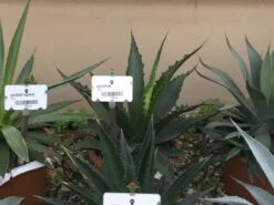 Winterharde Agave (Agave 'Gentryi Jaws')